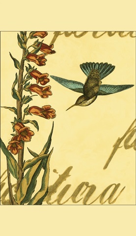 Peaceful Hummingbird II