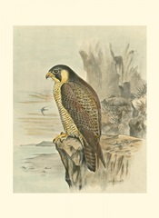 Peregrine Falcon
