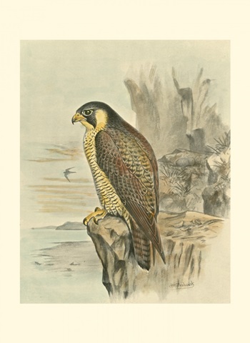Peregrine Falcon