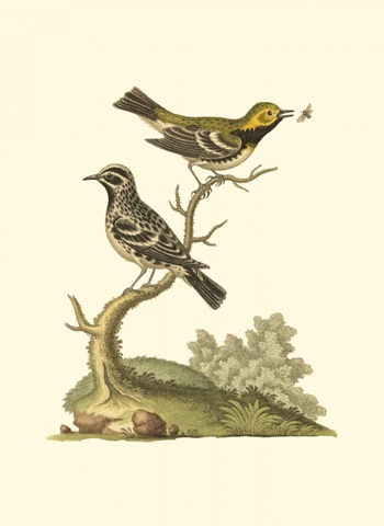 Petite Bird Study II