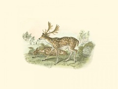 Petite Fallow Deer
