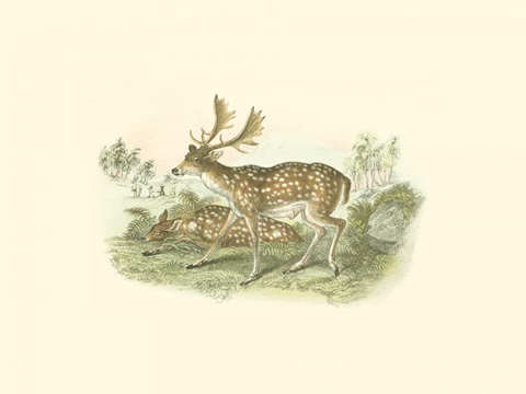 Petite Fallow Deer