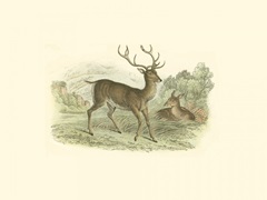 Petite Red Deer