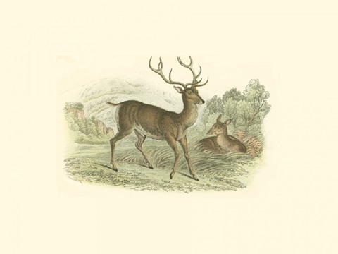 Petite Red Deer