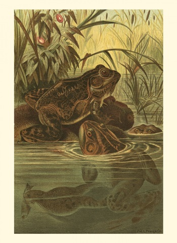 Pond Frogs