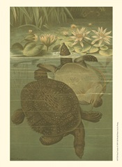 Pond Turtles