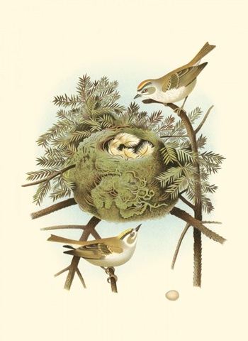 Prairie Warbler and Nest