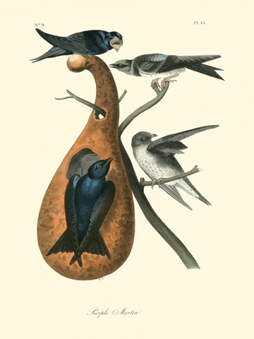 Purple Martin