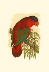 Purple-Capped Lory