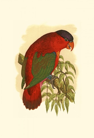 Purple-Capped Lory