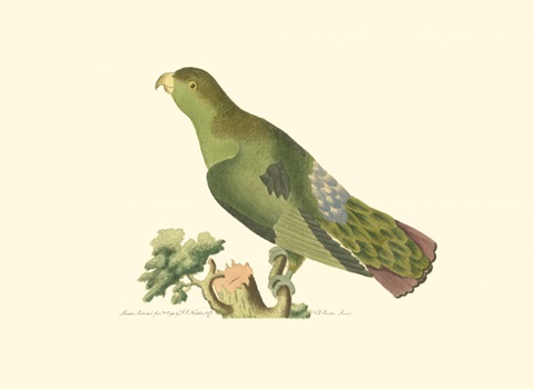 Purple-tailed Parakeet