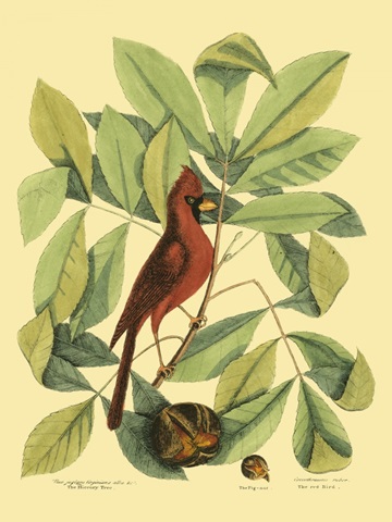 Red Bird and Hickory Tree
