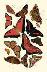 Red Butterfly Study