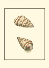 Ribband Bulla Shells