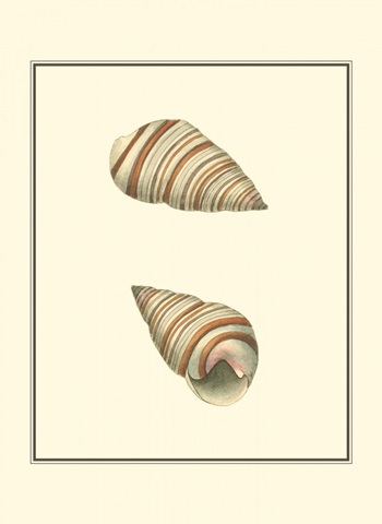 Ribband Bulla Shells
