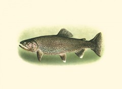 River Trout I