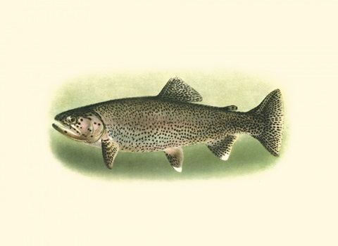 River Trout I