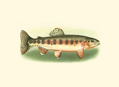 River Trout II
