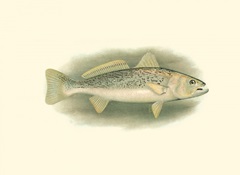 River Trout IV