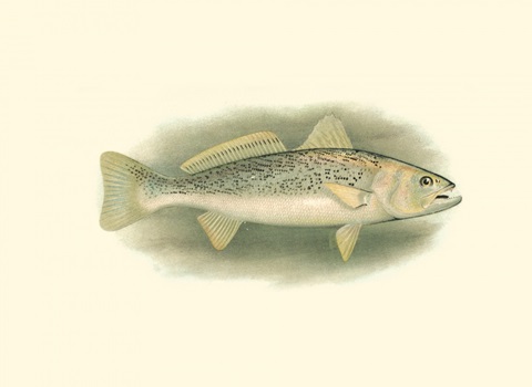 River Trout IV