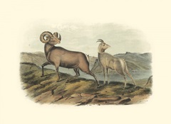 Rocky Mountain Sheep
