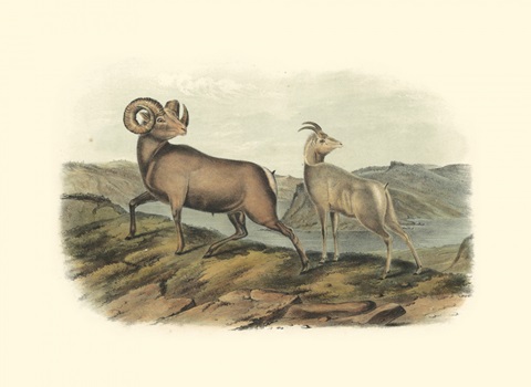 Rocky Mountain Sheep