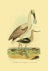 Roseate Spoonbill