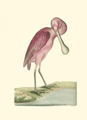 Roseate Spoonbill