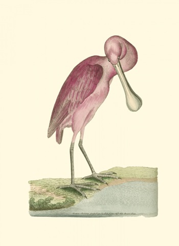 Roseate Spoonbill