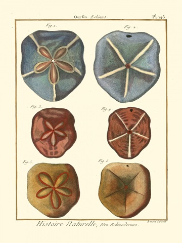 Sand Dollars I
