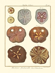 Sand Dollars II