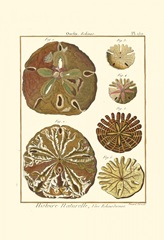 Sand Dollars III