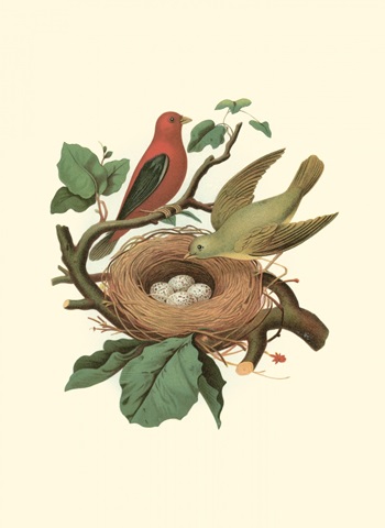 Scarlet Tanager and Nest