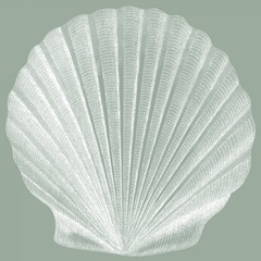 Seabreeze Shells II