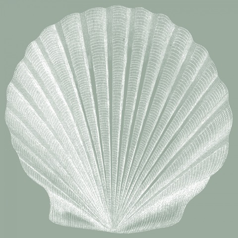 Seabreeze Shells II