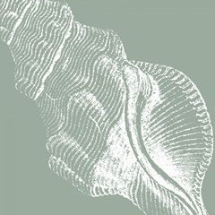 Seabreeze Shells III