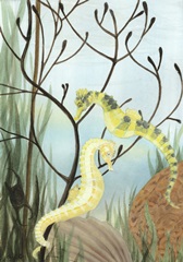 Seahorse Serenade II