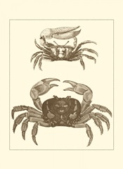 Sepia Crabs I