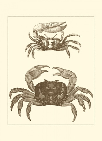 Sepia Crabs I