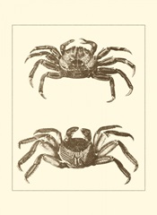Sepia Crabs II