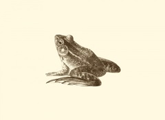Sepia Frog I