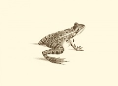 Sepia Frog II