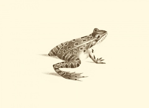 Sepia Frog II
