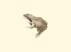 Sepia Frog III