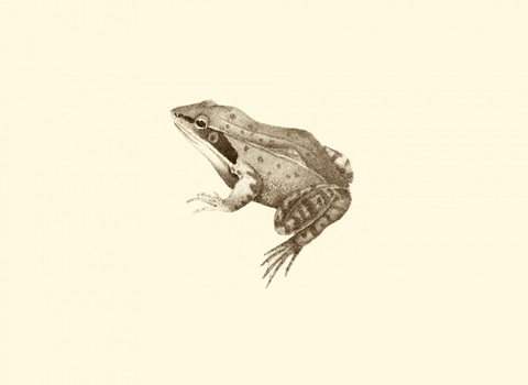 Sepia Frog III