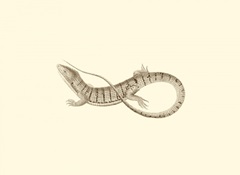 Sepia Lizard I