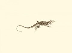 Sepia Lizard II