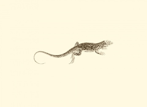 Sepia Lizard II