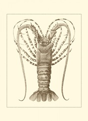 Sepia Lobster I