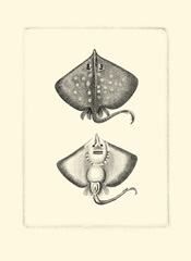 Sepia Rays
